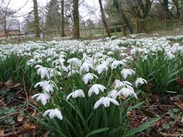 Snowdrops At Sugnall Walled Garden In Staffordshire