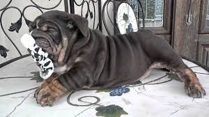 Meet our adorable english bulldog puppies. Rare Dark Chocolate Tri English Bulldog Akc Youtube