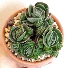 Image result for Glyphaea tomentosa