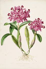 The Orchidaceae Of Mexico And Guatemala Biodiversity Heritage Library Ilustracion De Flor Grabados Botanicos Ilustracion De Botanica