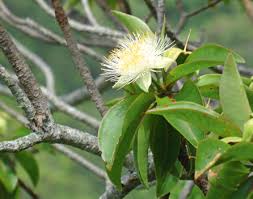 Image result for Pleurolobus salicifolius