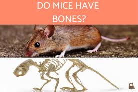In a perfect world without predation or competition, a mouse can live for two years, but most mice live for only several months. Do Mice Have Bones