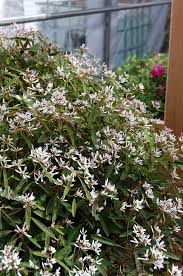 Image result for Euphorbia hypericifolia