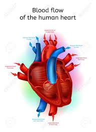Blood Flow In Heart Realistic Vector Scheme With Human Heart
