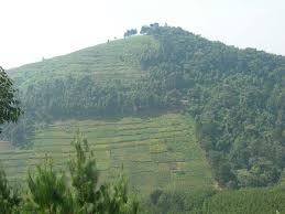 Image result for Brazzeia longipedicellata