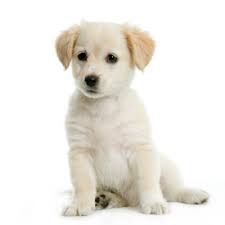 Labrador Retreiver