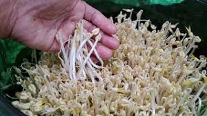 Sajian ini selain nikmat juga baik untuk kesehatan, terutama pencernaan karena kandungan serat didalamnya yang baik untuk. How To Make Bean Sprout Fat Herunterladen
