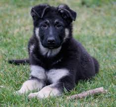 Breeding with a commitment to excellence in the preservation of old east german (ddr) and czech heritage with focus on solid black and black sable puppies. East European Shepherd Dog Breed Information Images Characteristics Health