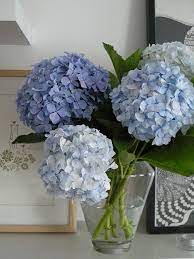 Lovely Hydrangeas Hamptons Decor Beautiful Hydrangeas Beautiful Flowers