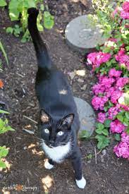 Your cats may explore areas to see what they are all about, or feral and stray cats may just be looking for a place to live, which means turning your garden into how to deter cats with scents. How To Keep Cats Out Of Your Yard Naturally Garden Therapy