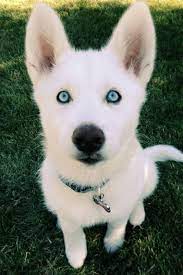 Albinism is connected and results in the light sensitivity of both eyes and skin. Cloud Pack Dogs Wild Dog Packs Rp Part 2