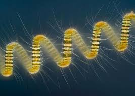 Image result for drop of seawater microscope
