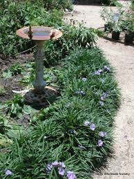 We did not find results for: Ruellia Brittoniana Katie Blue Dwarf Ruellia Mountain States Wholesale Nursery