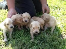 Golden retriever puppies for sale. Golden Retriever Puppies For Sale For Sale In Antigo Wisconsin Classified Americanlisted Com