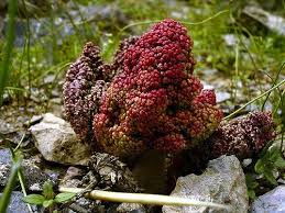 Image result for Sarcophyte piriei