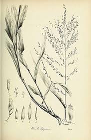 Image result for Megastachya mucronata