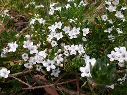 Maybe you would like to learn more about one of these? Myoporum Parvifolium Broad Leaf Form White Creeping Boobialla Brenlissa Online Nursery