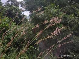 Image result for Cymbopogon caesius