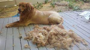 Jun 12, 2021 · henry the golden retriever seems to be enjoying a brush and blow dry. Pin By Egan Strickler On Don T You Judge Me Golden Retriever Lion Golden Retriever Golden Retriever Facts