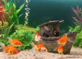 Wenn Sie Ein Aquarium Zu Hause Oder In Ihrem Arbeitsbereich Haben Konnen Sie Der Natur Viel Naher Kommen Aquarium Arbei 2020 Akvaryumlar Akvaryum Guzel Tig