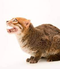 An Endangered Flat Headed Cat Prionailurus Planiceps At The Taiping Zoo Https Www Joelsartore Com Search Flat Heade Wild Cats Small Wild Cats Animals Wild
