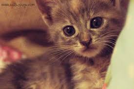 Yeni Baslayanlar Icin Kedi Balkopugu Blog Alisveris Dekorasyon Makyaj Ve Moda Blogu Kedi Gize Kaleler