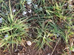 Image result for Cynodon aethiopicus