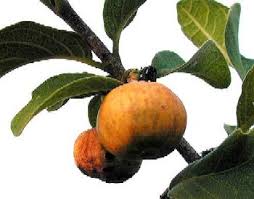 Image result for Vangueria ferruginea