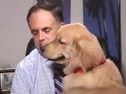 He is well mannered, house trained, walks beautifully on leash, sits on command, sleeps all night in bed with his foster parents and 3 other little dogs. Coronavirus Dog Interrupts Weather Forecaster Reporting From Home Amid Lockdown Cute Video Goes Viral World Gulf News