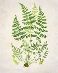 Pin On Botanicals