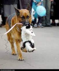 Did Somebody Lose Something Funny Animals Cute Animals Funny Animal Pictures