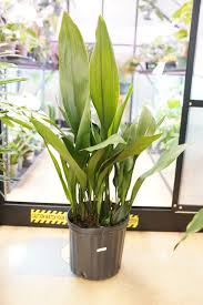 Image result for Aspidistra