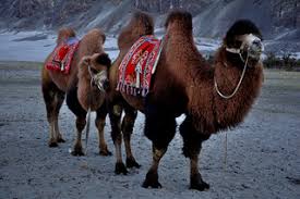 A bactrian camel has two humps and a dromedary camel has one hump.camels are even toed hoofed cud chewing types of mammals in the order artiodactyla.there are two species: Two Humped Camel The Most Distinctive Feature Of The Bactr Flickr