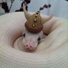 The Reptile Report Gandalf The Viking Ball Pythons Net That Cute Reptiles Snakes With Hats Pet Snake