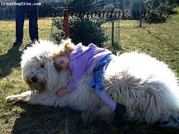 Image result for Komondor