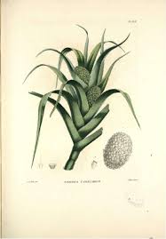 Image result for Pandanus candelabrum