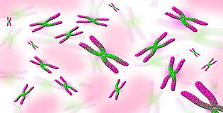 Qué es la herencia genética? - Asociación Mácula Retina