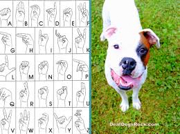 Beginning Sign Training Deaf Dogs Rock Deaf Dog Dog Sign Language Dog Rocks