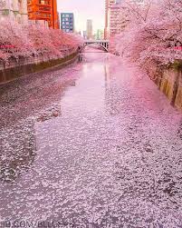 النهر الزهري في دولة اليابان Japan Photography Aesthetic Japan Japan Travel