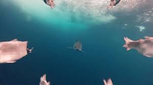 No shark can swim quite like the shortfin mako shark. Gopro Shows Us What It S Like To Be Chased By A Mako Shark Sharks Earth Touch News