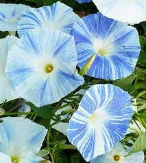 15 Of The Prettiest Flowering Vines That Will Stop You In Your Tracks Flowering Vines Garden Vines Morning Glory Flowers