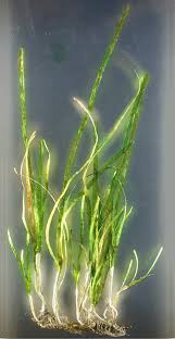 Image result for Zosteraceae