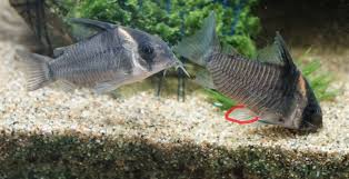 コリドラス5種類(熱帯魚精査中)