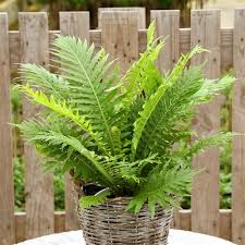 Image result for Blechnum ivohibense