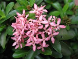 Image result for Ixora praetermissa