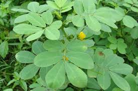 Image result for sagwan image green tree image