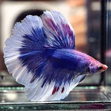 Live Betta Fish 034 Blue Electric Indigo Purple Butterfly Rosetail Hm 034 Male Betta Fish Betta Fish