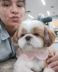 dogcílio (@dogcilio) • Instagram photos and videos