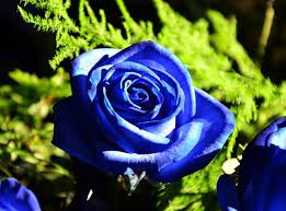 Biru tua dalam peta menandakan bahwa perairan itu sangat dalam. Our Journey With Nature 8 Jenis Makna Sebenar Bunga Rossa