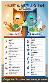 Cat Healthy And Harmful Foods Cityleash Com Kitten Care Pets Cat Care